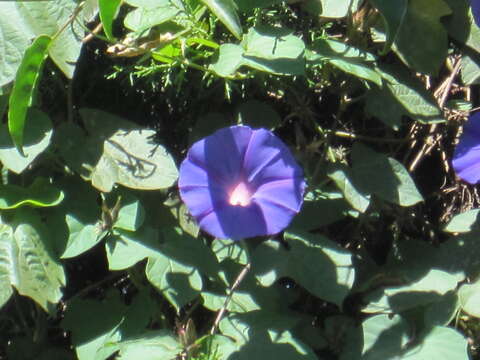 Image of Beach moonflower