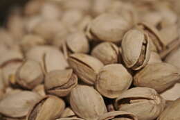 Image de pistachier