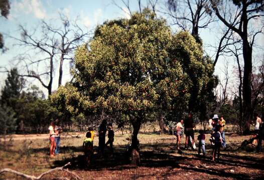 Image of sandalwood