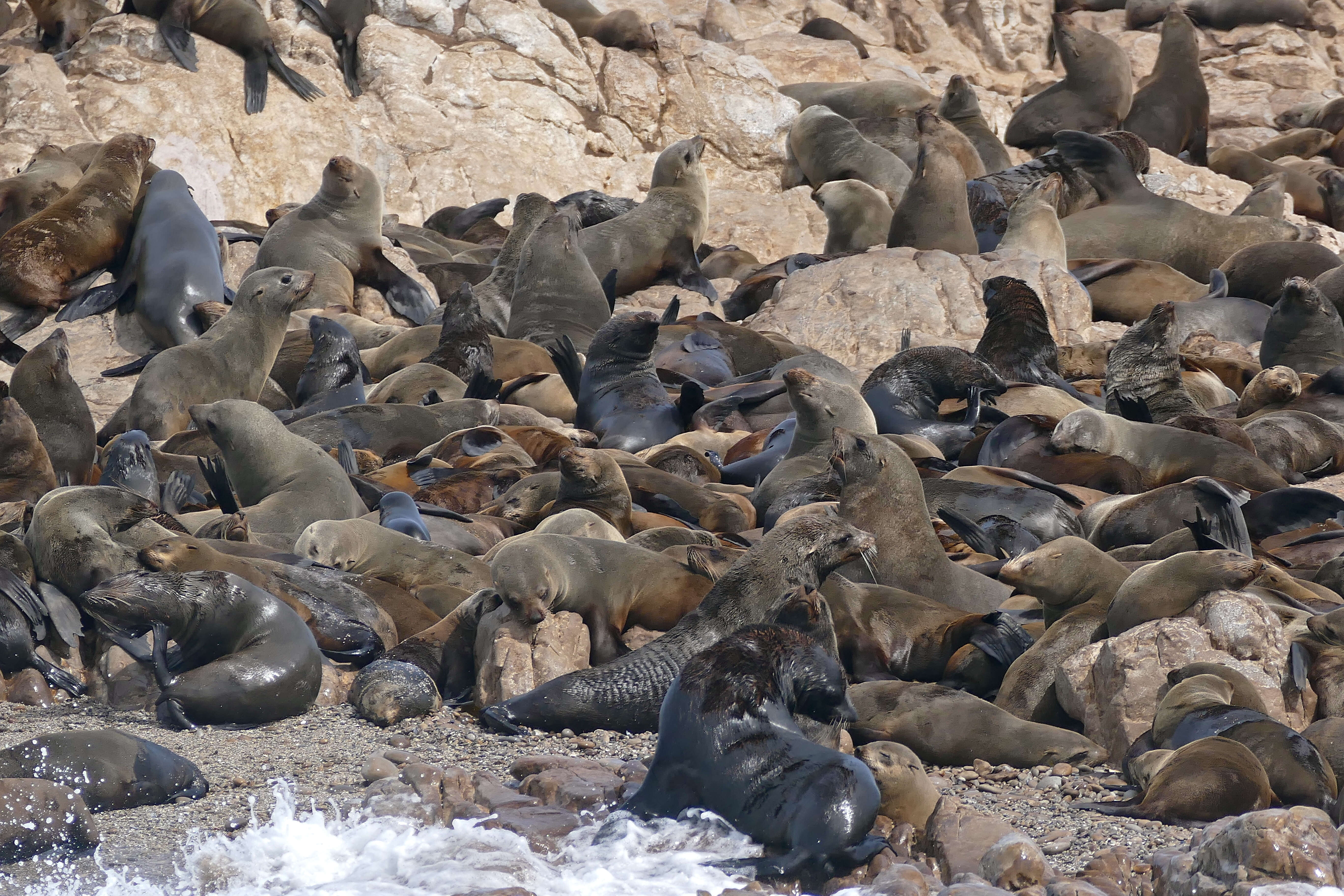 Image of Afro-Australian Fur Seal