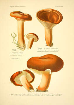 Image of Milk Cap Mushrooms