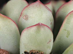 Image of Echeveria pulidonis Walther