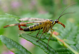 Image of scorpionflies