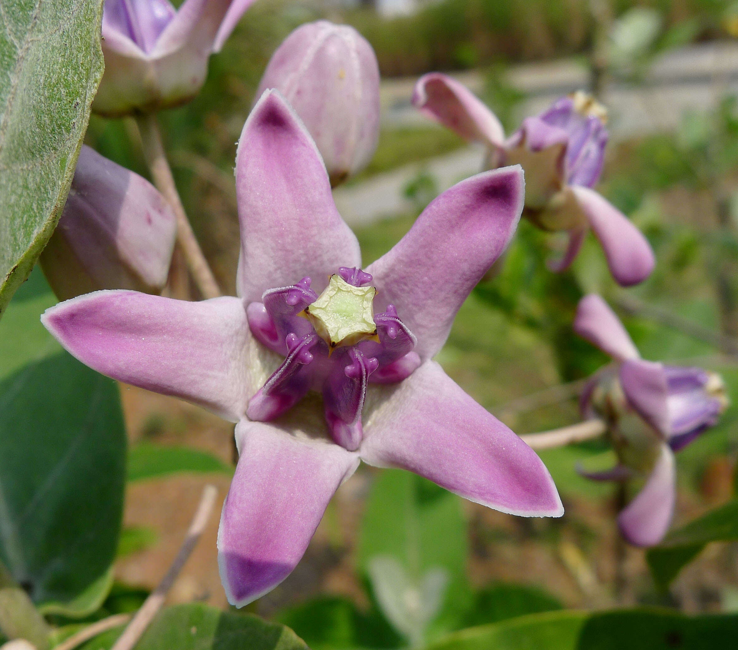 Image of calotropis