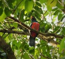 Plancia ëd Trogon Brisson 1760