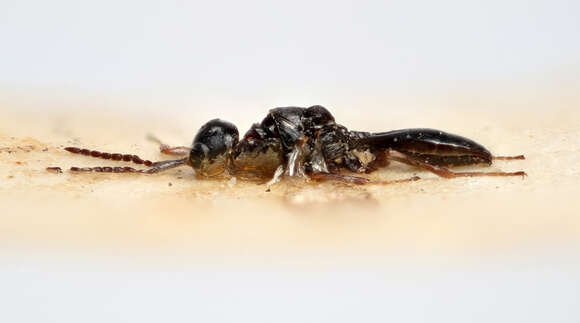 Platygaster resmi