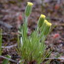 Image of Millotia tenuifolia Cass.