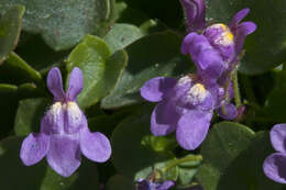 Image of Italian toadflax