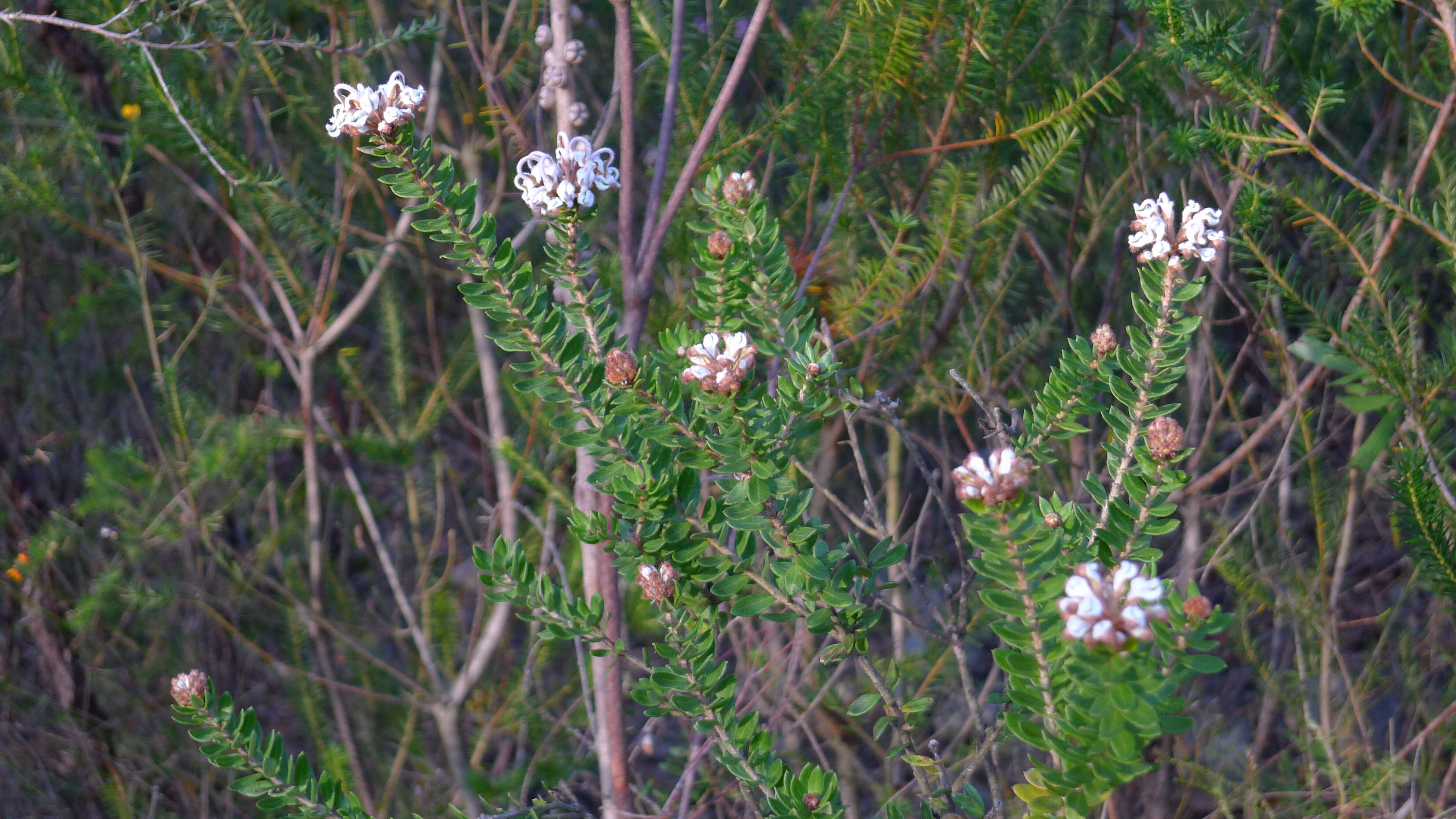 Image of Grey Spider Flower