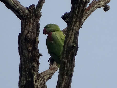 Image of Alexandrine Parakeet