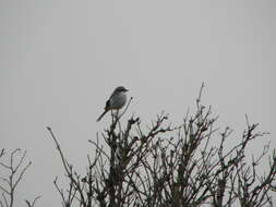 Image of true shrikes