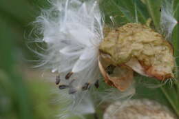 Image of Shrubby milkweed