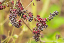 Image of Lonchocarpus velutinus Benth.