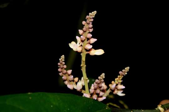 Image of Polygalaceae