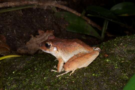 Image of Isla Bonita Robber Frog