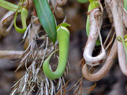 Image of Nepenthes albomarginata T. Lobb ex Lindl.