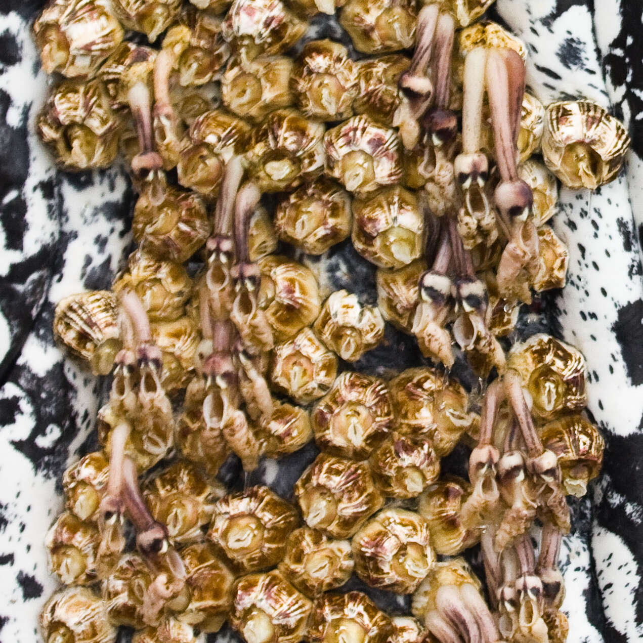 Image of whale barnacles