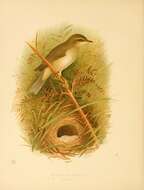 Image of Phylloscopus Boie & F 1826
