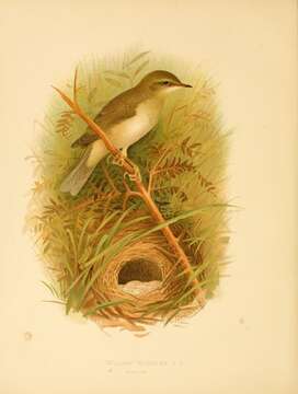 Image of Phylloscopus Boie & F 1826