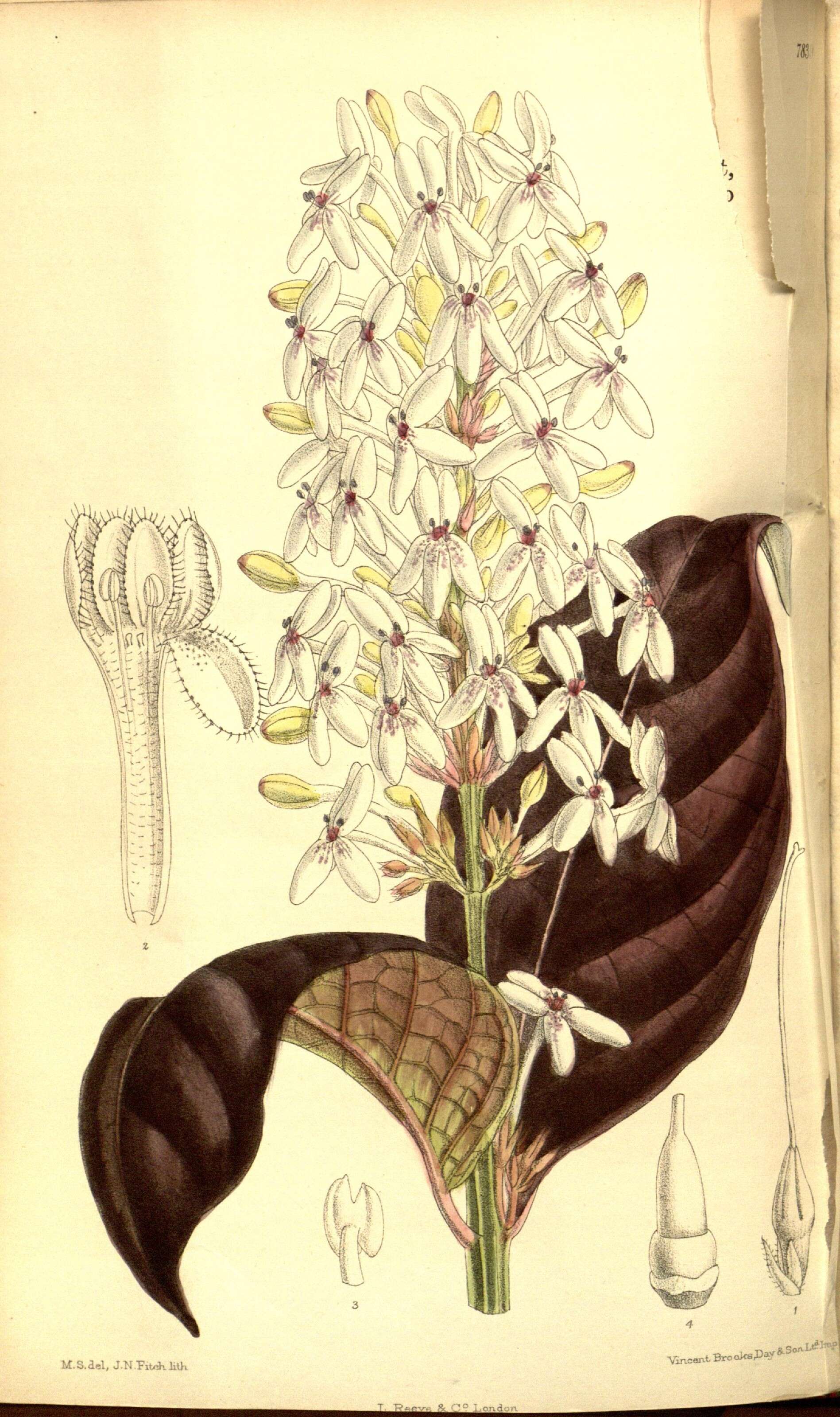 Pseuderanthemum carruthersii (Seem.) Guill. resmi