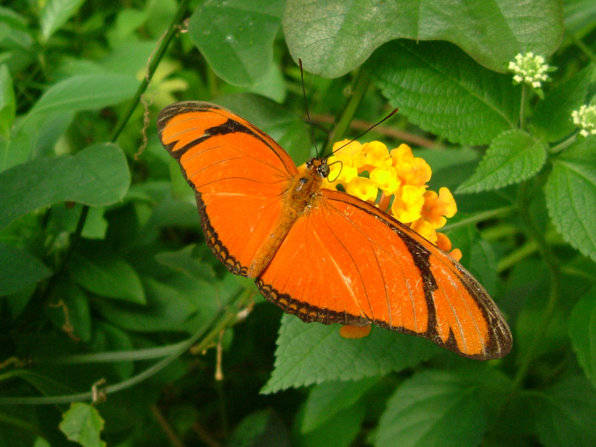 Image of Dryas