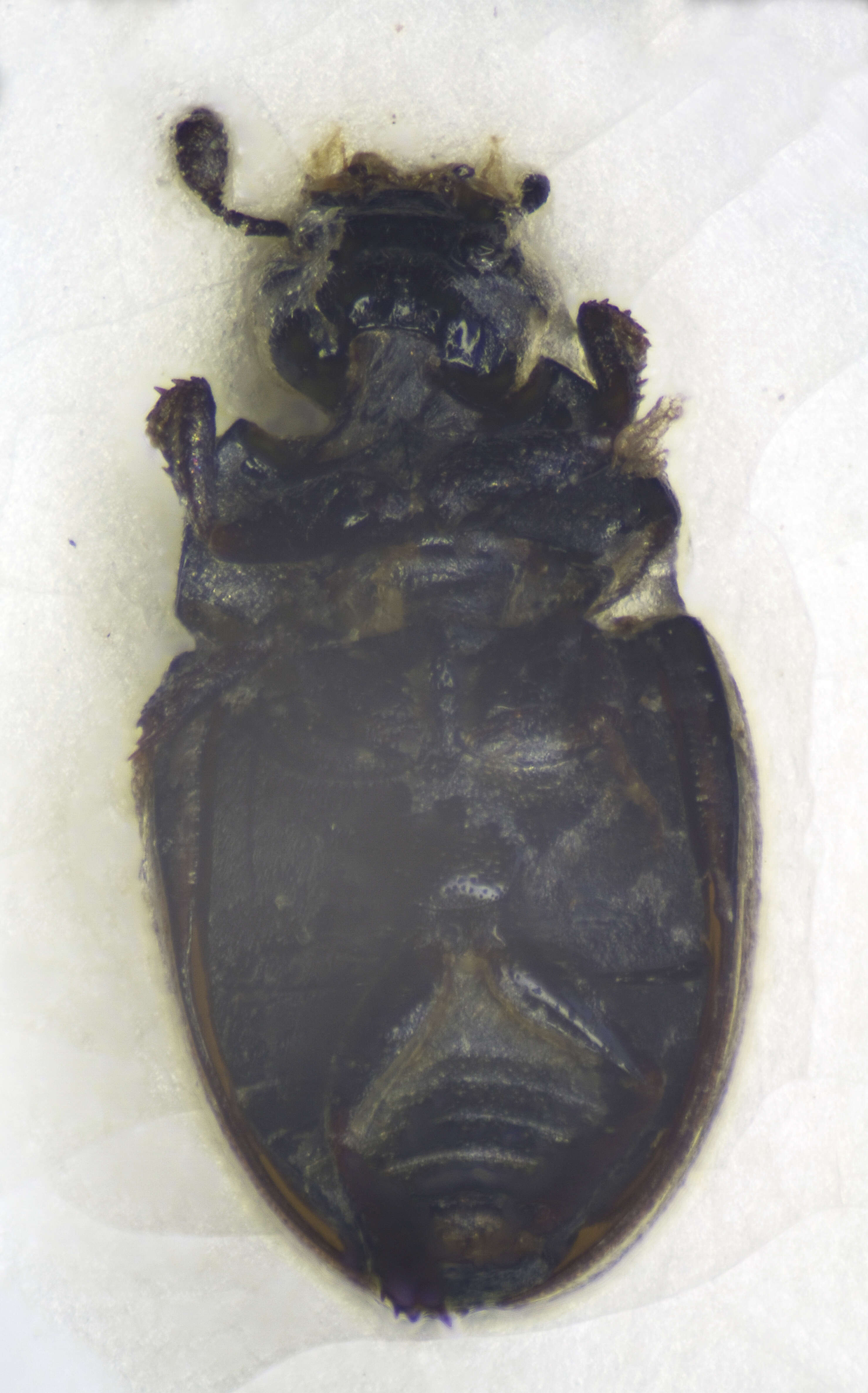 Image of Cercyon (Cercyon) melanocephalus (Linnaeus 1758)