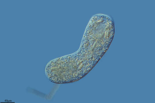 Image of Pelomyxidae