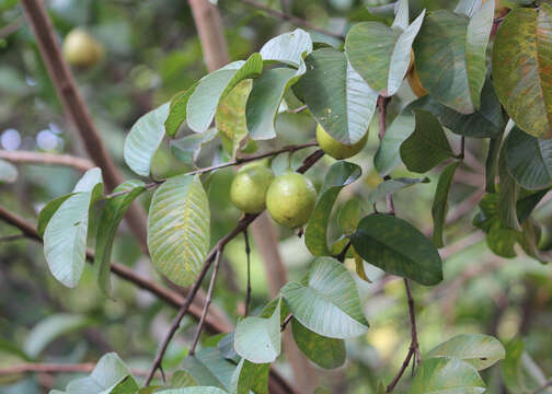 Image of guava