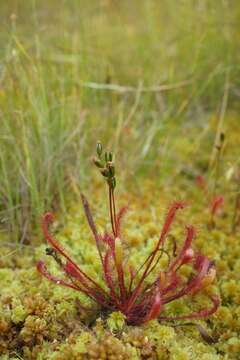 صورة Drosera anglica Huds.