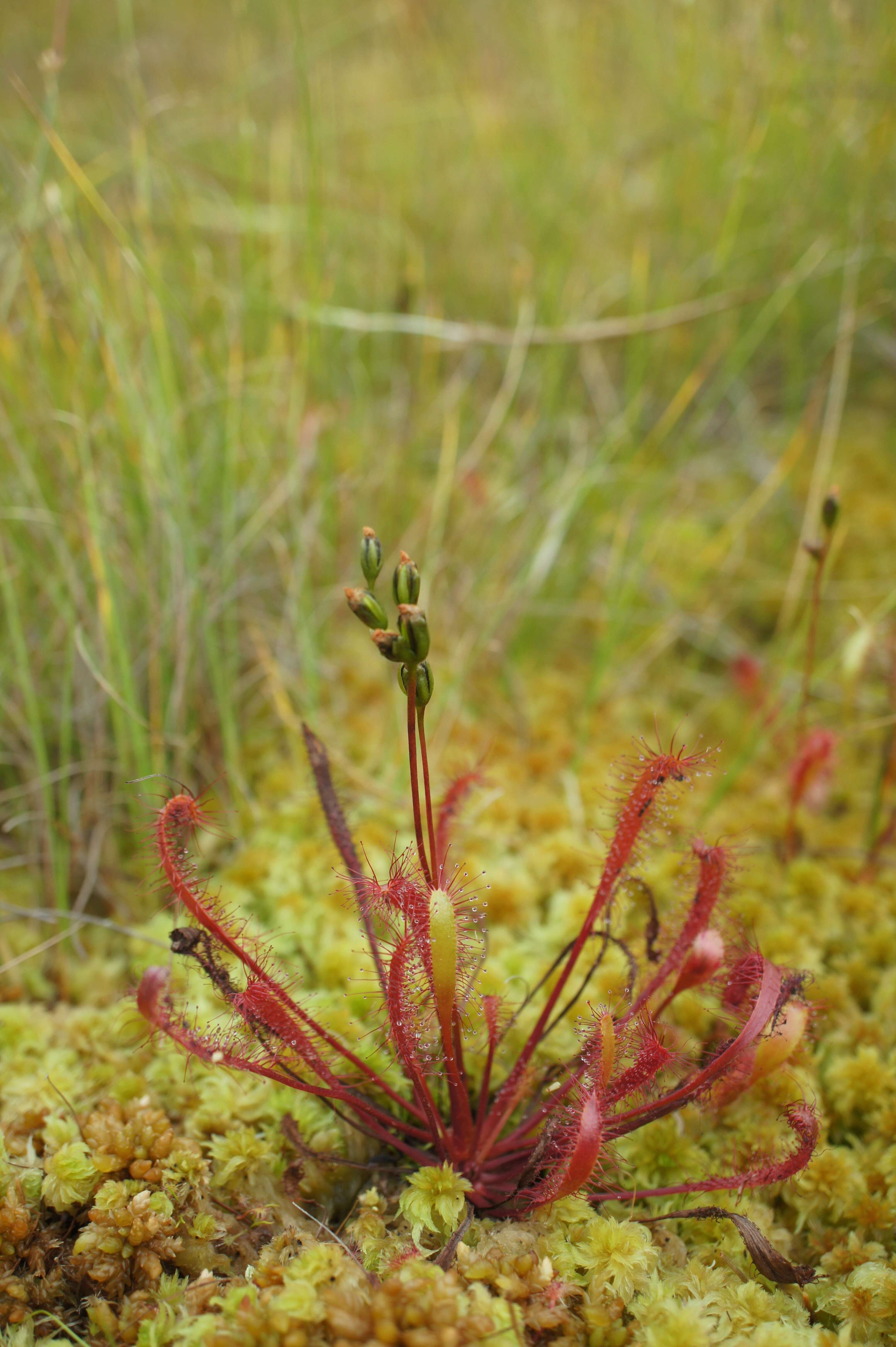 صورة Drosera anglica Huds.