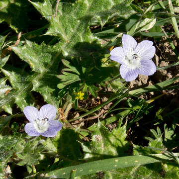 Image of baby blue eyes