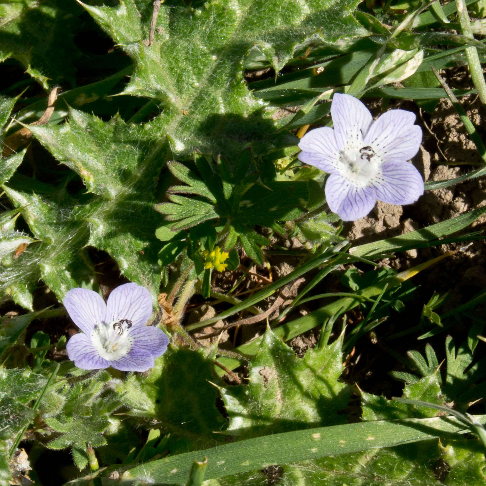 Imagem de Nemophila menziesii Hook. & Arnott