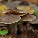 Image of Cortinarius hemitrichus (Pers.) Fr. 1838