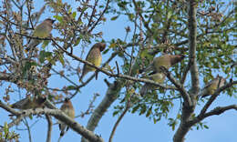 Image de Bombycillidae