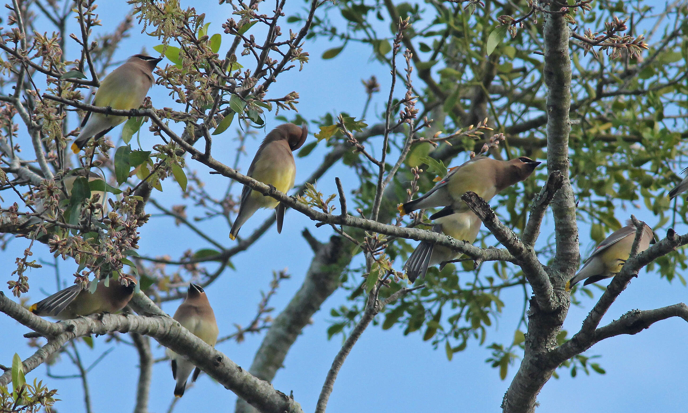 Image de Bombycilla Vieillot 1808