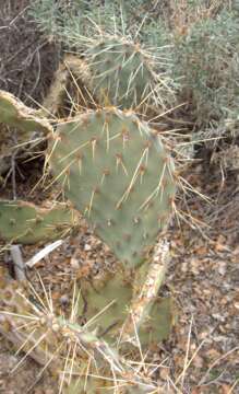 Image of Panhandle Prickly-pear