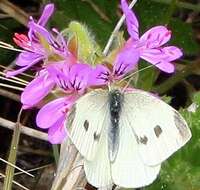 Imagem de Pieris