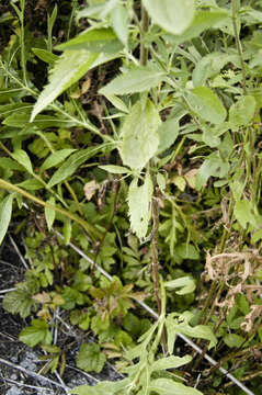 Image of lateflowering thoroughwort