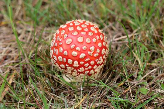 Image of Fly agaric