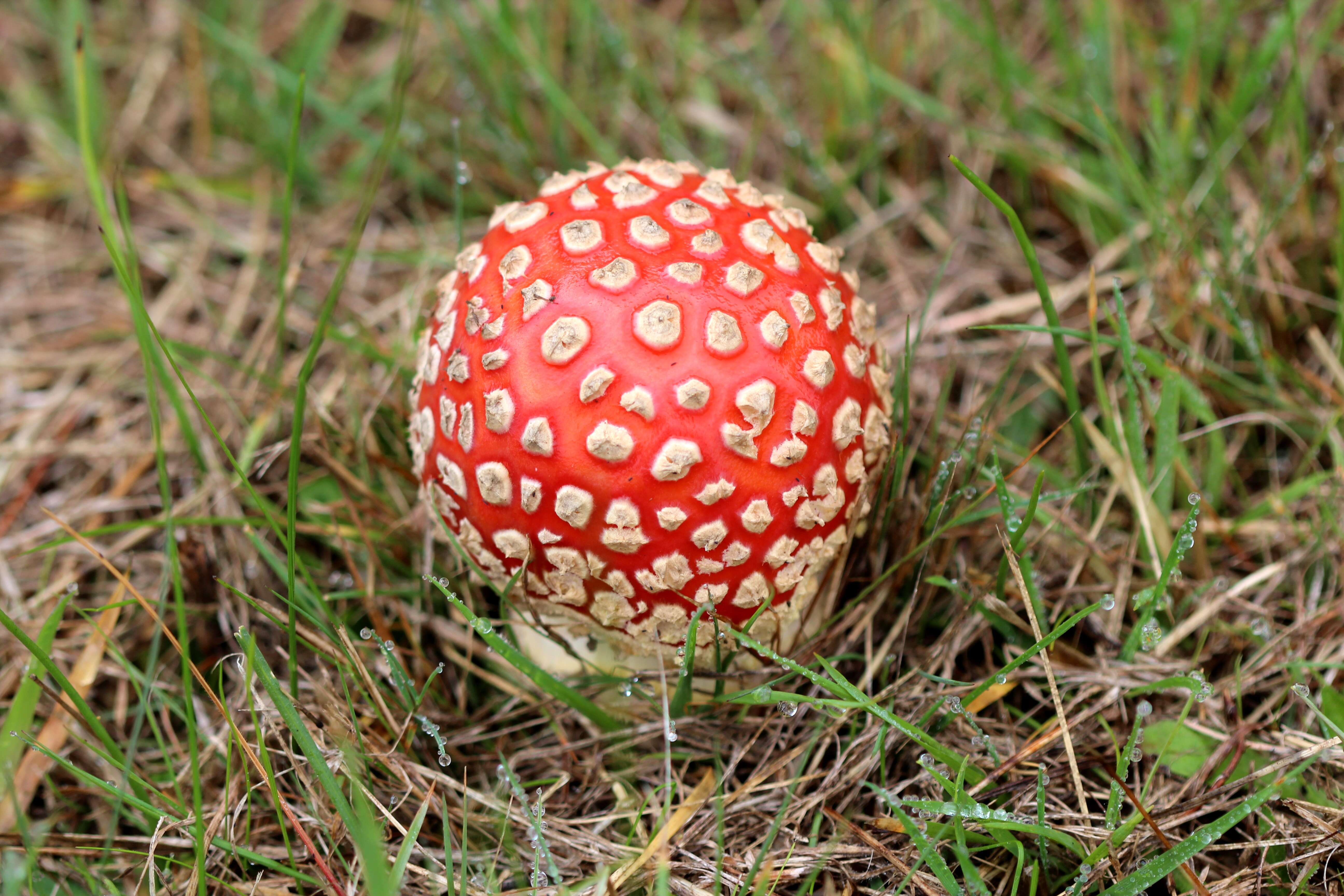 Image of Amanita