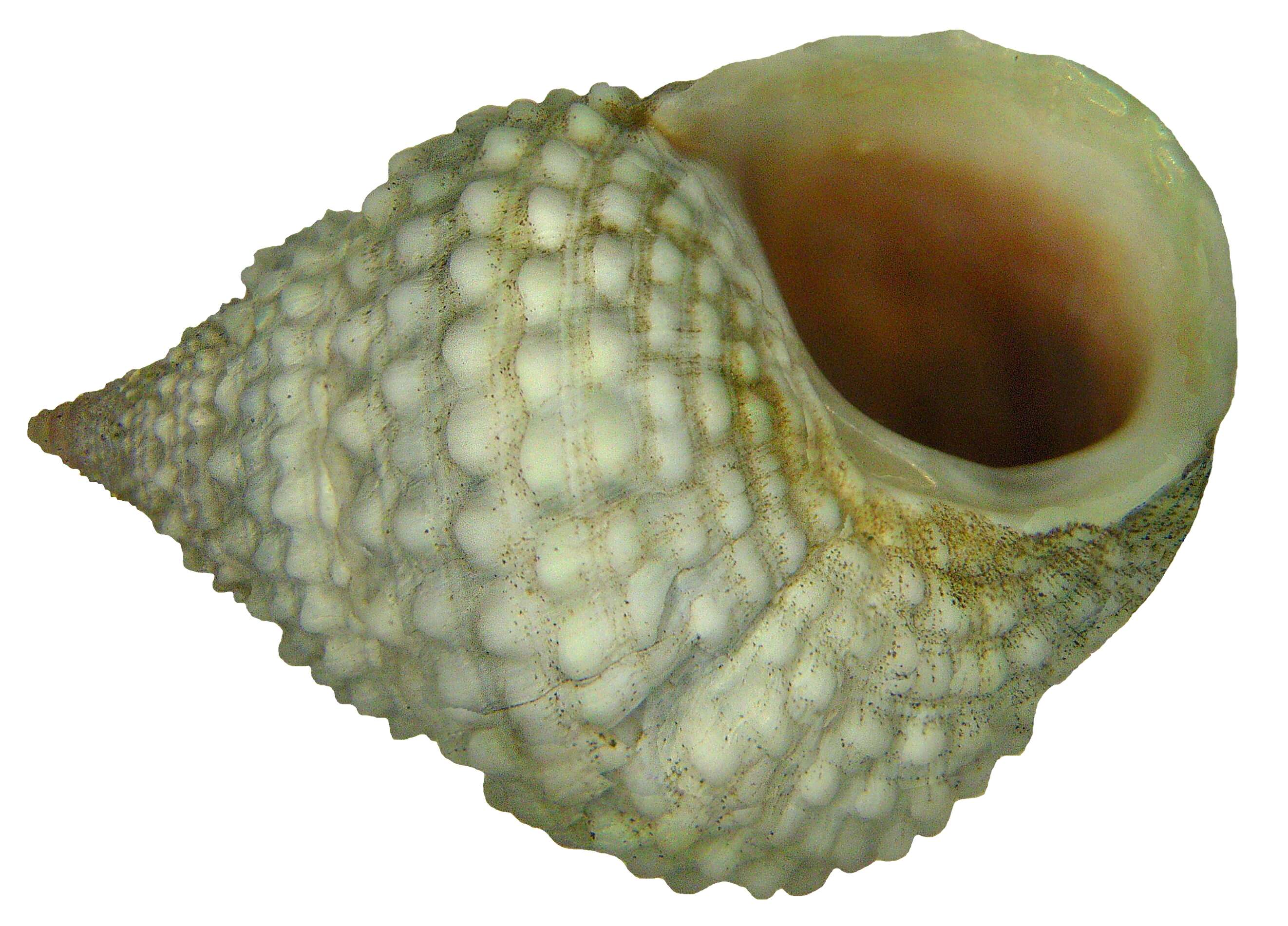 Image of Tectarius muricatus