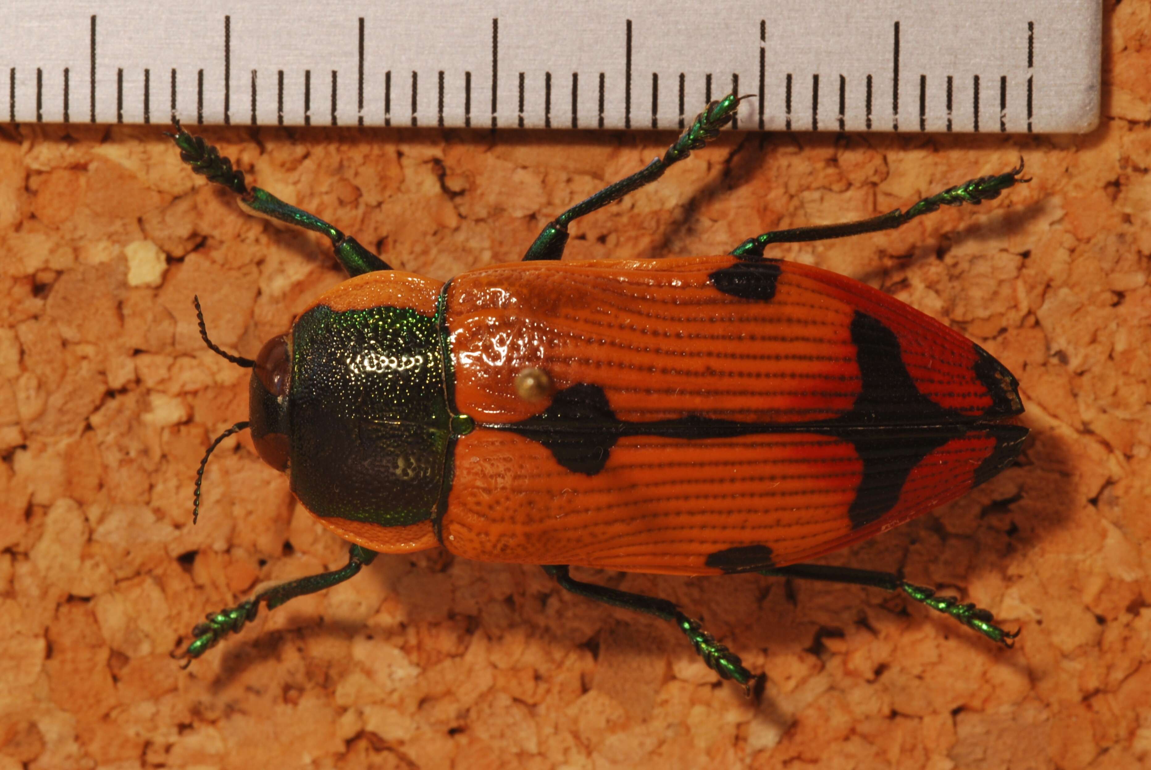 Image of Temognatha variabilis (Donovan 1805)