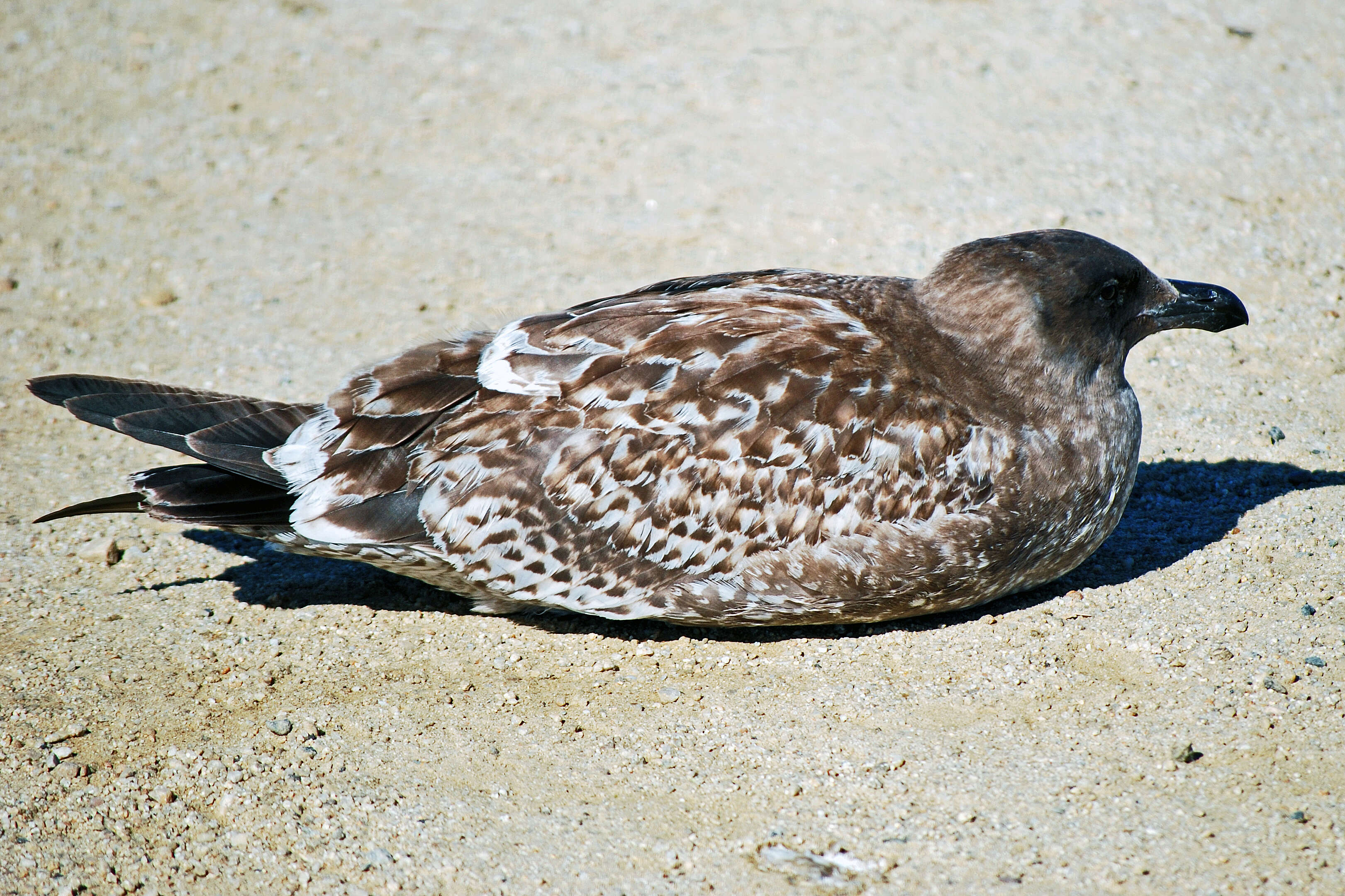 Image of Western Gull