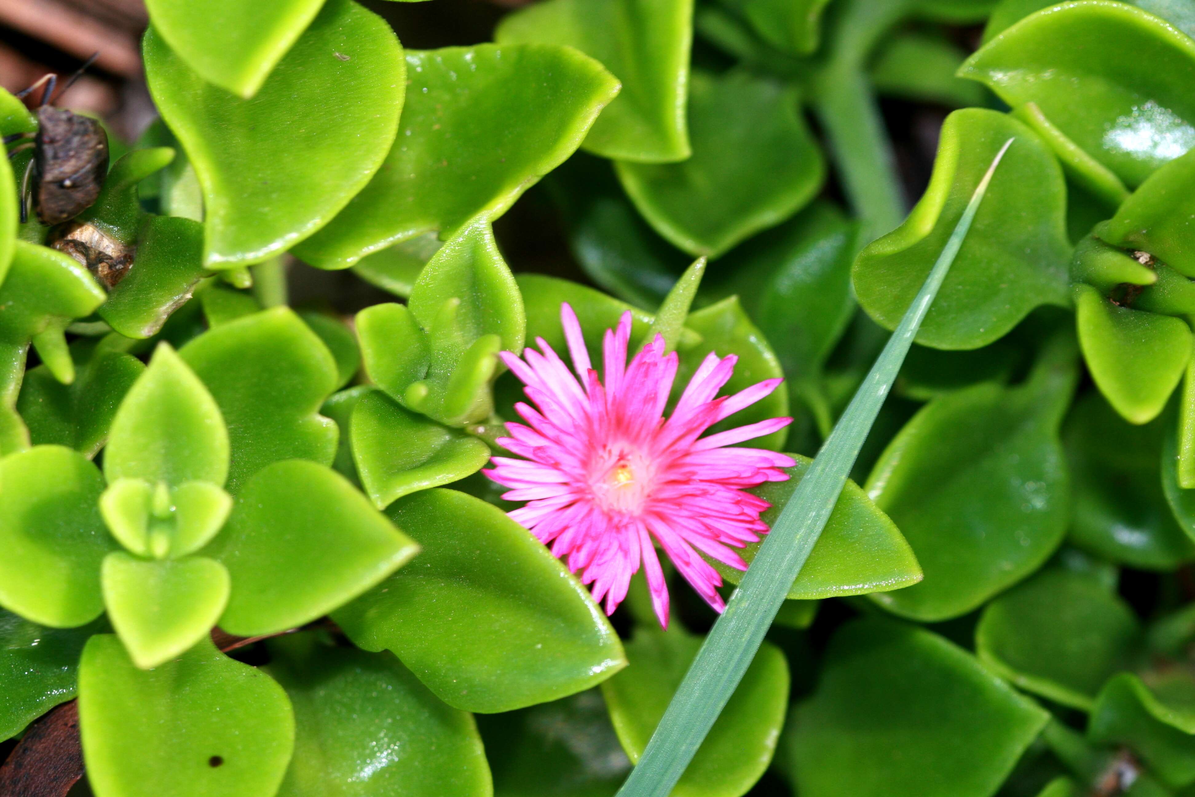 Image of iceplant