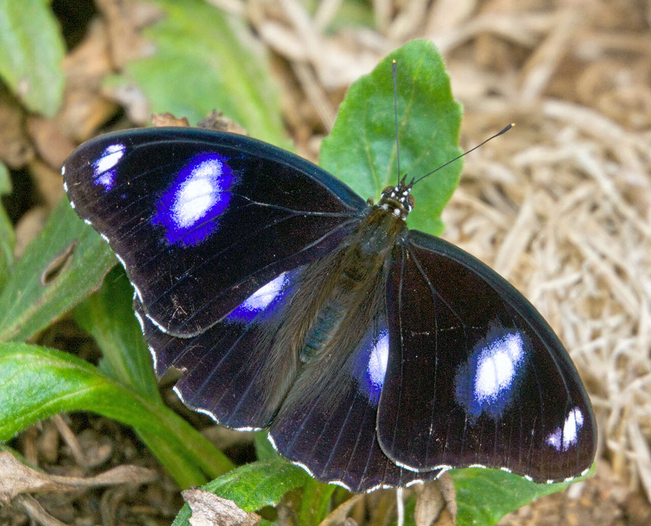 Imagem de Hypolimnas bolina Linnaeus 1758