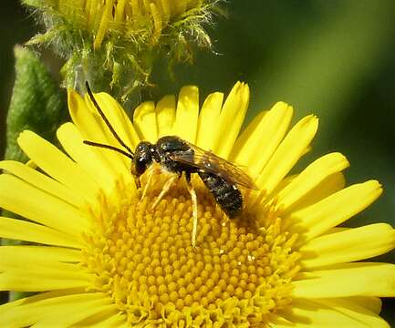 Image of Bronze furrow bee