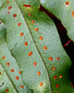 Image of golden polypody