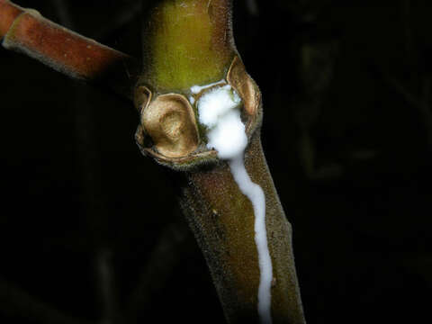 Image de Plumeria rubra L.