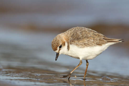 Image of Red-capped Dotterel