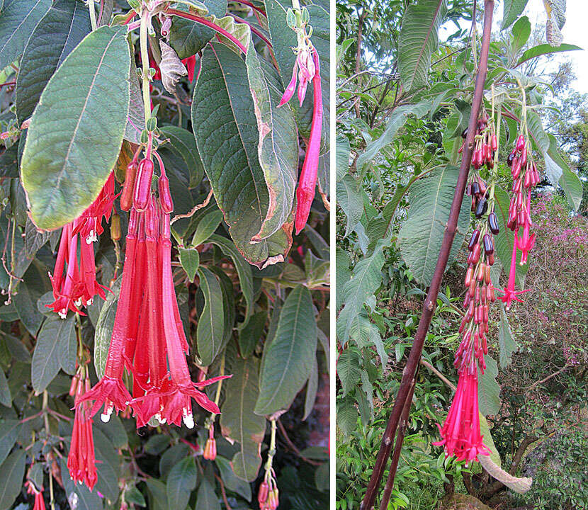 Image of Bolivian fuchsia